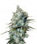 Medusa fem (Nirvana Seeds) семена конопли