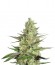Special Queen 1 fem (Royal Queen Seeds) семена конопли