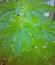White Widow fem (Vision Seeds) семена конопли
