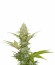 Blue Cheese fem (Royal Queen Seeds) семена конопли