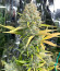 Dozy Sith fem (AlphaFem Seeds) семена конопли