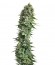 Fruit Spirit fem (Royal Queen Seeds) семена конопли