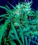 Hawaii Maui Waui fem (Nirvana Seeds) семена конопли