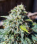 Hero Cookies fem (AlphaFem Seeds) семена конопли