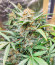 Original Glue Auto fem (Nirvana Seeds) семена конопли
