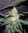 Pineapple Skunk reg (Humboldt Seeds) семена конопли