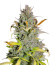 Crystal WW Autoflower fem (Easy Grow Seeds) семена конопли
