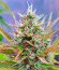 Auto Fire DOG fem (Advanced Seeds) семена конопли
