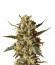 Bubblegum XL fem (Royal Queen Seeds) семена конопли