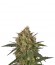 Ice fem (Royal Queen Seeds) fem семена конопли