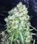 NYC Diesel Auto fem (Barney's Farm) семена конопли