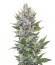 Northern Light Automatic fem (Royal Queen Seeds) семена конопли