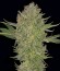 Serious Kush fem (Serious Seeds) семена конопли