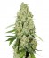 Купить семена марихуаны Think Fast шишки