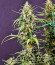 Gorilla Punch Auto fem (FastBuds) семена конопли