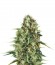 Royal AK fem (Royal Queen Seeds) семена конопли