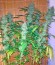 Critical + 2.0 Autoflowering fem семена конопли