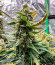 Gorilla Cookies Fast fem (High Speed ​​Buds) семена конопли