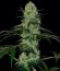 Сорт каннабиса Tangerine Dream Auto 