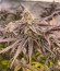 Ice Cream Cake Fast Flowering fem (Humboldt Seed Organization) семена конопли