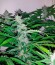 Northern Lights Auto fem каннабис Green House Seeds