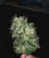 Auto Northern Lights fem (Pyramid Seeds) семена конопли