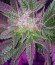 Crystal Queen fem (Vision Seeds) семена конопли