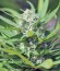 Green Ninja fem семена конопли