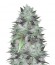 Mighty Mango Bud fem (Vision Seeds) семена конопли