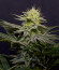 Wedding Cheesecake FF fem (FastBuds) семена конопли