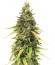 Auto Pineapple Glue fem (Advanced Seeds) семена конопли