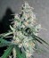 Auto Wappa fem (Paradise Seeds) семена конопли