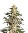 Black Lebanon fem (Dutch Passion) семена конопли