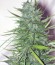 Budzilla fem (Heavyweight Seeds) семена конопли