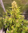 CBD Lemon Auto fem (Herbies Seeds) семена конопли