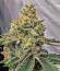 Grease Monkey Autoflower fem (Easy Grow Seeds) семена конопли