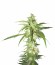 LA Confidential reg (DNA Genetics) семена конопли