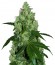 Lemon Kush fem (Female Seeds) семена конопли