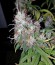 Mohan Ram Auto fem (Sweet Seeds) семена конопли