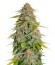 Papa's Candy fem семена конопли
