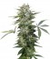Roadrunner Autoflowering fem семена конопли