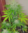 Runtz XL Auto (Sweet Seeds) семена конопли