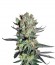 Smile fem (Kannabia Seed Company) семена конопли