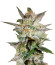 Indica Pure Origin Collection 8 (World of Seeds) микс семян конопли