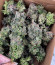 Triple G fem (Royal Queen Seeds) семена конопли
