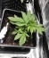 Aurora Green Auto fem (Sumo Seeds) семена конопли