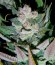 Blueberry Cheesecake fem (Female Seeds) семена конопли