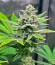 Bruce Banner #3 Auto fem (Herbies Seeds) семена конопли