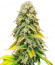 Fat Banana fem (Royal Queen Seeds) семена конопли