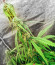 Gelato fem ( Cali Buds Seeds) семена конопли